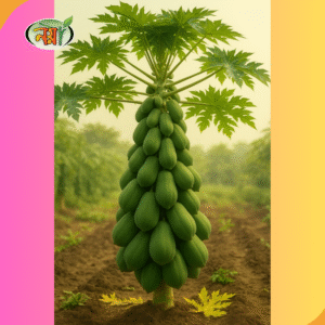 পেঁপে বীজ