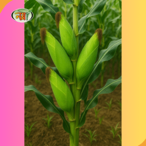 ভুট্টা বীজ