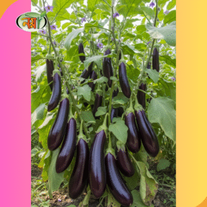 বেগুন বীজ
