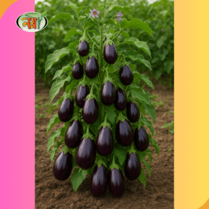 বেগুন বীজ